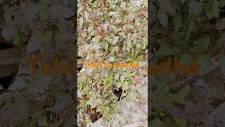 Tulsi ka paudha ghar main lagane ka Sahi Disha [upl. by Nanny307]