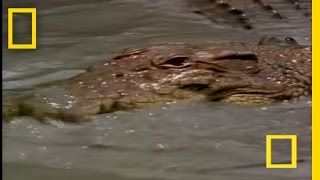 Crocodiles in Love  National Geographic [upl. by Yelac387]