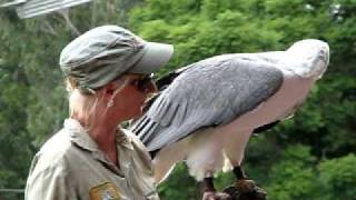 Whitebellied sea eagle [upl. by Derril]