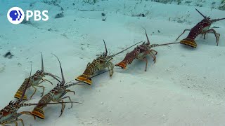 Why Are These Lobsters Doing The Conga [upl. by Siderf669]