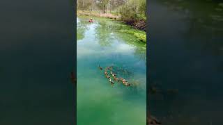 Explore The Beautiful Guadalupe River In Kerrville TX guadaluperiver [upl. by Sherburne]