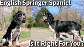 English Springer Spaniel  Is It Right For You [upl. by Tillie]