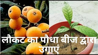 लोकाट का पौधा बीज द्वारा उगाएंGrow Loquat Plant By Seed [upl. by Monahon]