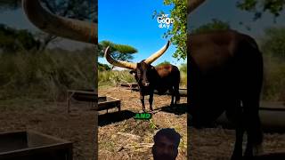 Big Horned Cattle Form Africa  SURACHAAPA [upl. by Nari]