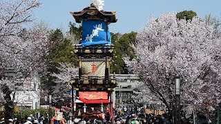 見ごろの桜に豪華絢爛な車山 愛知県犬山市の犬山祭 [upl. by Ortiz923]