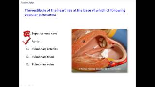 What is the vestibule of the heart [upl. by Esetal]