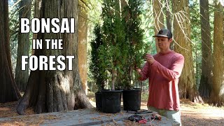 Creating a Cedar Bonsai Tree in an Ancient Cedar Grove [upl. by Yatnahc]