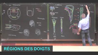 Anatomie des régions des doigts Membre supérieur 17 [upl. by Peltier285]