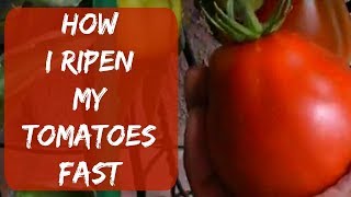 How To Ripen Green Tomatoes Indoors Fast Without Paper Bag or Cardboard Box [upl. by Anilave918]