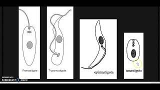 Phylum Kinetoplasta [upl. by Aihsena458]