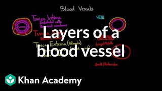 Layers of a blood vessel  Circulatory system physiology  NCLEXRN  Khan Academy [upl. by Yesnnyl205]