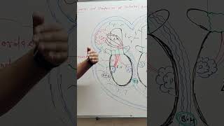 function of CHORDAE TENDINEAE MUSCLE in human heart 💝 Dr Rahul Dev Mishra [upl. by Kendyl]