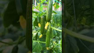 The SECRET Watering Schedule for PERFECT Cucumbers [upl. by Juna]