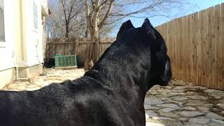 Cane Corso protecting his owner [upl. by Giorgia293]