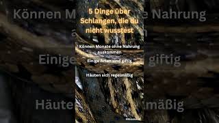 5 Dinge über Schlangen [upl. by Maitilde]