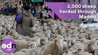 Flocking insane 2000 sheep herded through Madrid [upl. by Hnao]