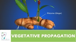 VEGETATIVE PROPAGATION [upl. by Nohshan913]