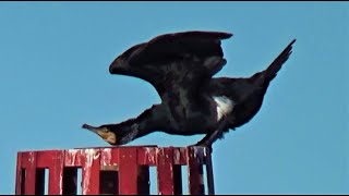 Great Cormorant is Plump and Full of Fish Bobbing Seagulls  Seashore Wildlife [upl. by Sueddaht481]