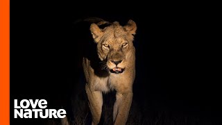 Lions and Leopards on the Hunt at Night [upl. by Jacobsohn]