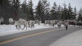 Caribous qui traverse la route de Chisaibi [upl. by Swithbart]