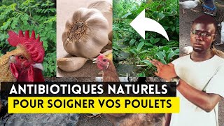 Comment Faire des ANTIBIOTIQUES NATURELS Pour Soigner Vos Poulets [upl. by Guglielma]