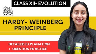 HardyWeinberg Principle  Class XII Evolution neet biology study [upl. by Aicrag]