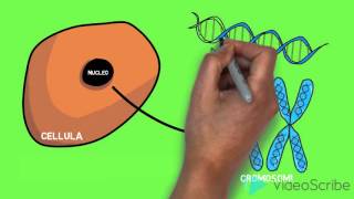 La struttura del DNA  Lezione animata [upl. by Nerred]