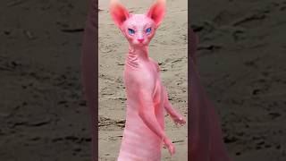 Cute sphynx cat dance 😆🤠😆🤠🤓shorts shortsfeed funny catlover cat catvideos animaldance [upl. by Levesque]