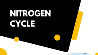 Nitrogen cycle 2nd year biology mdcatbiology environment [upl. by Asyen]