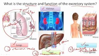 88 Excretory System Structure and Function [upl. by Calise]