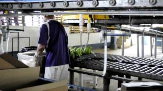 Inside a Chiquita Banana Packing Plant [upl. by Ynehpets]