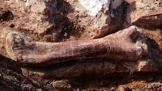 Scientists discover giant dinosaur fossils in Argentina [upl. by Sine]