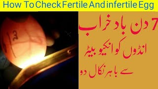 How to check fertile and infertile eggs  Urdu  Hindi [upl. by Abdulla]