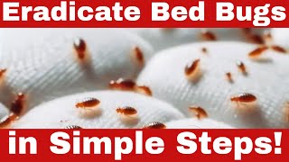 How to Eradicate Bedbugs  How to Get Rid of Bed Bugs in Proven Simple Steps [upl. by Verine]