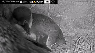 Kororā LIVE Nest Cam 2022  Highlights 17 May 2022 [upl. by Seumas]