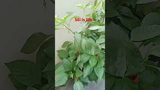 Sili is life in Singapore [upl. by Neeli648]