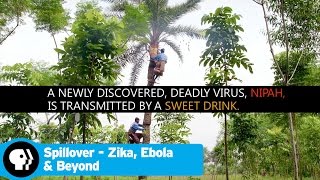 SPILLOVER  ZIKA EBOLA amp BEYOND  Tree Climber  PBS [upl. by Balbinder]