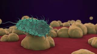 Bacteria 3D Animation [upl. by Ardnael]