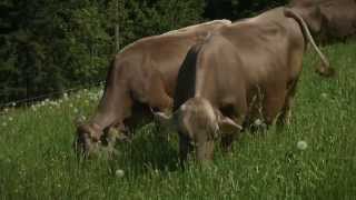 Aptamil Kindermilch Trinkfertig im praktischen Tetrapack  unterstützt das Immunsystem [upl. by Terrill]