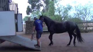 Horse Float Loading  How To Float Load  Horse Training Videos [upl. by Ainala658]