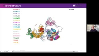 Structure of Commander complex mutated in RSScombining crystallography cryoEM amp AlphaFold2 [upl. by Ailaroc]