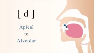 d  voiced unaspirated apical alveolar stop [upl. by Ivatts]