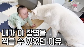 아기와 진돗개를 키울때 반드시 주의할 점│아기👶와 강아지🐶 키우기💕 [upl. by Vachell]