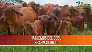 Importancia y Características del Brahman Rojo  TvAgro por Juan Gonzalo Angel [upl. by Arabele]