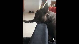 Buldog francuski dog blue leń music frenchbulldog puppy relax boss frenchie buldoguefrances [upl. by Ayak]