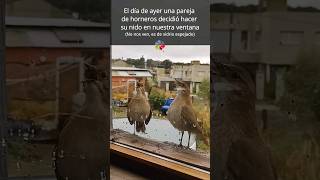 🐦‍⬛ HORNEROS CONSTRUYEN su NIDO en nuestra ventana 🥰🥰  Parte 1 shorts [upl. by Ecnesse727]