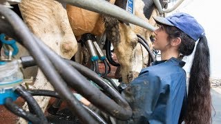 Milking time halved in new rotary milking parlour [upl. by Aicekat]