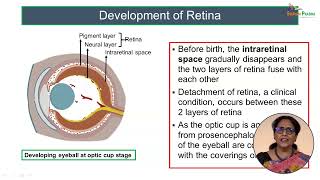 Development of Eyeball [upl. by Girand648]