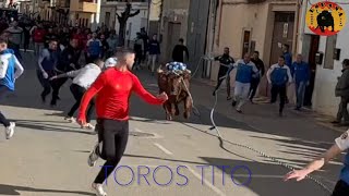 Gestalgar Toros en cuerda 10 febrero 2024 HD 1080p [upl. by Ancelin731]