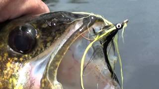 gatineau river walleye gracefield [upl. by Mairym]